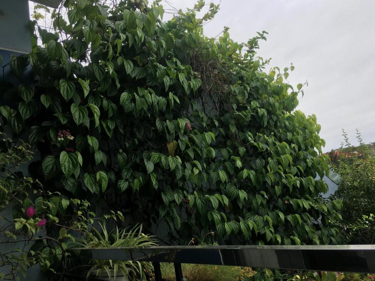 Cherry Garden Homestay Hoi An Esterno foto