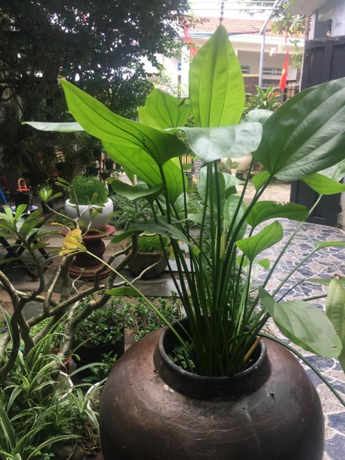 Cherry Garden Homestay Hoi An Esterno foto