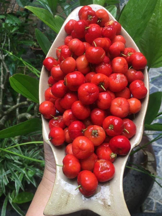 Cherry Garden Homestay Hoi An Esterno foto